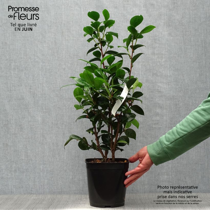 Exemplar von Camellia Dahlonega - Kamelie Topf mit 4L/5L wie im Sommer geliefert