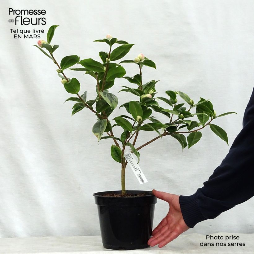 Exemplar von Camellia Kerguelen - Japanische Kamelie Topf mit 4L/5L wie im Frühjahr geliefert