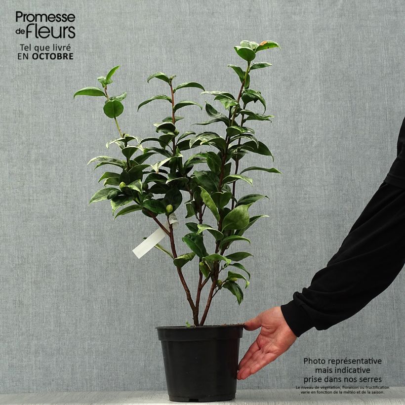 Exemplar von Camellia Kerguelen - Japanische Kamelie Topf mit 4L/5L wie im Herbst geliefert