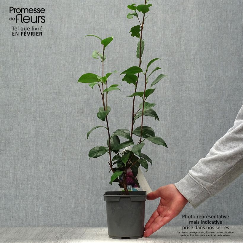 Exemplar von Camellia Nuccio s Pearl - Kamelie Topf mit 2L/3L wie im Herbst geliefert