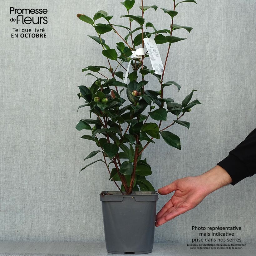 Exemplar von Camellia Nuccio's Jewel - Japanische Kamelie Topf mit 3L/4L wie im Herbst geliefert