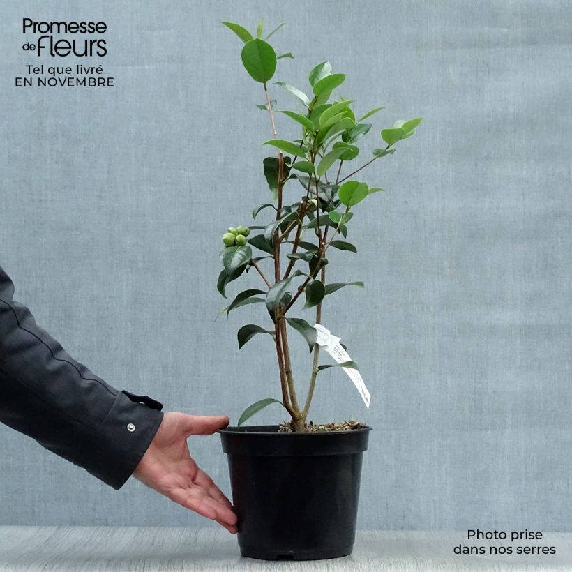 Exemplar von Camellia williamsonii Spring Daze - Kamelie Topf mit 4L/5L wie im Herbst geliefert