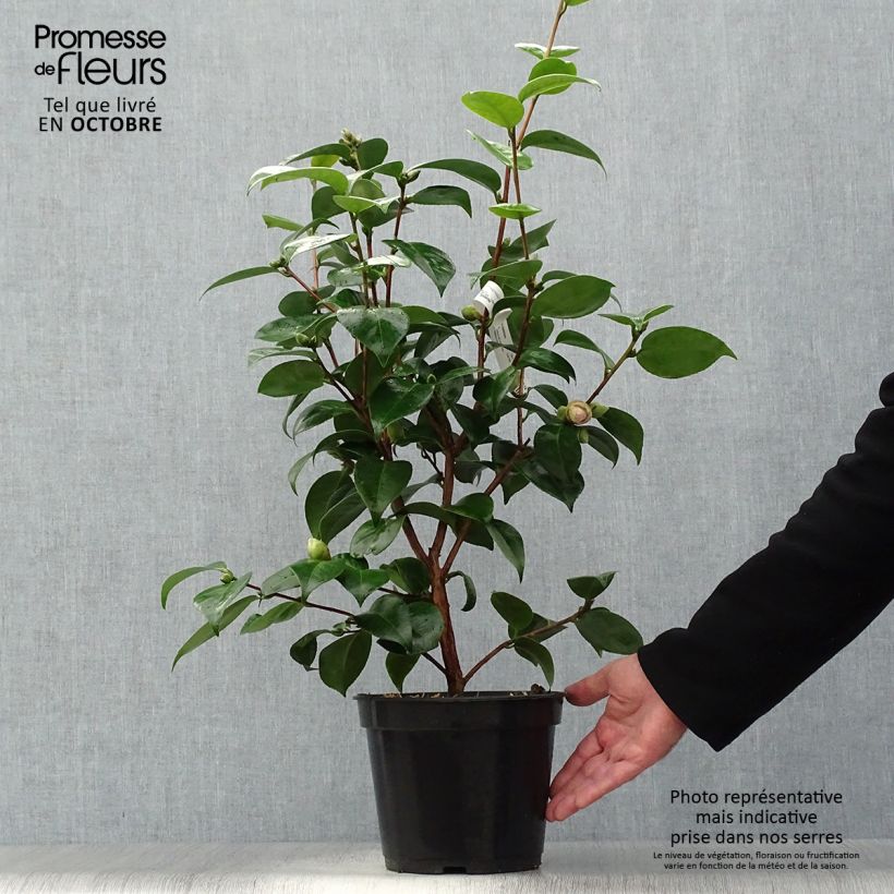 Exemplar von Camellia Tom Pouce - Kamelie Topf mit 4L/5L wie im Herbst geliefert
