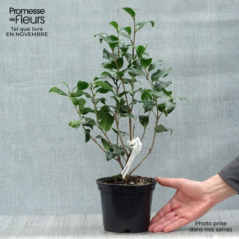 Exemplar von Camellia Jury's Yellow - Japanische Kamelie Topf mit 1,5L/2L wie im Herbst geliefert