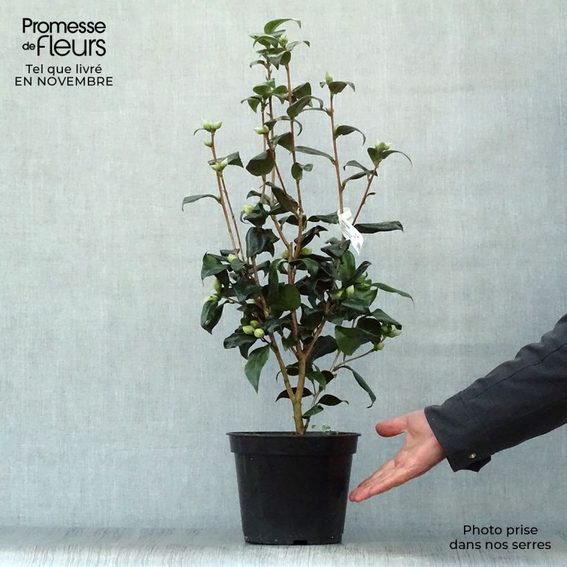Exemplar von Camellia Jury's Yellow - Japanische Kamelie Topf mit 3L/4L wie im Herbst geliefert