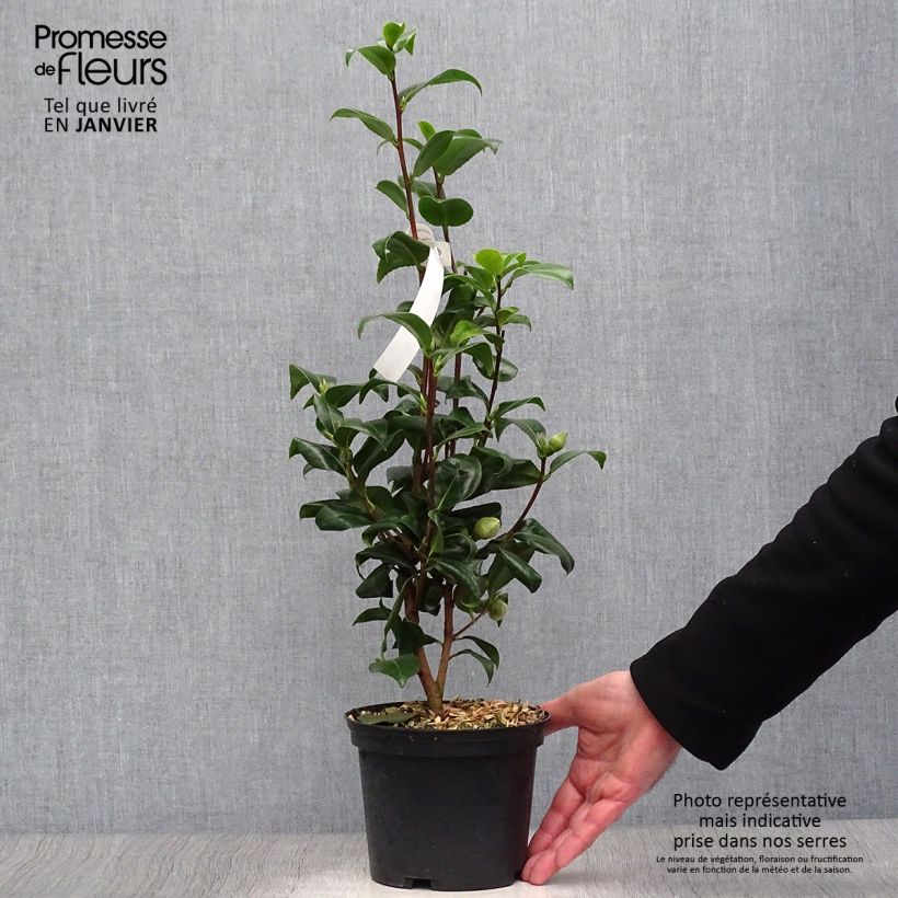 Exemplar von Camellia Jury's Yellow - Japanische Kamelie Topf mit 1,5L/2L wie im Winter geliefert