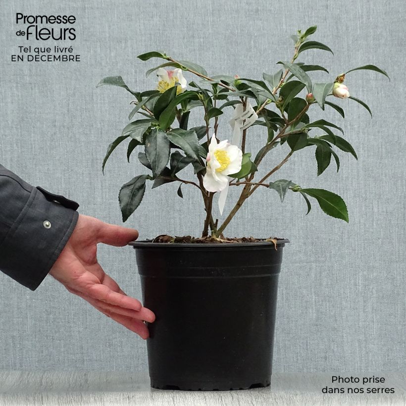 Exemplar von Camellia sasanqua Hinode-Gumo - Herbstblühende Kamelie Topf mit 4L/5L wie im Winter geliefert