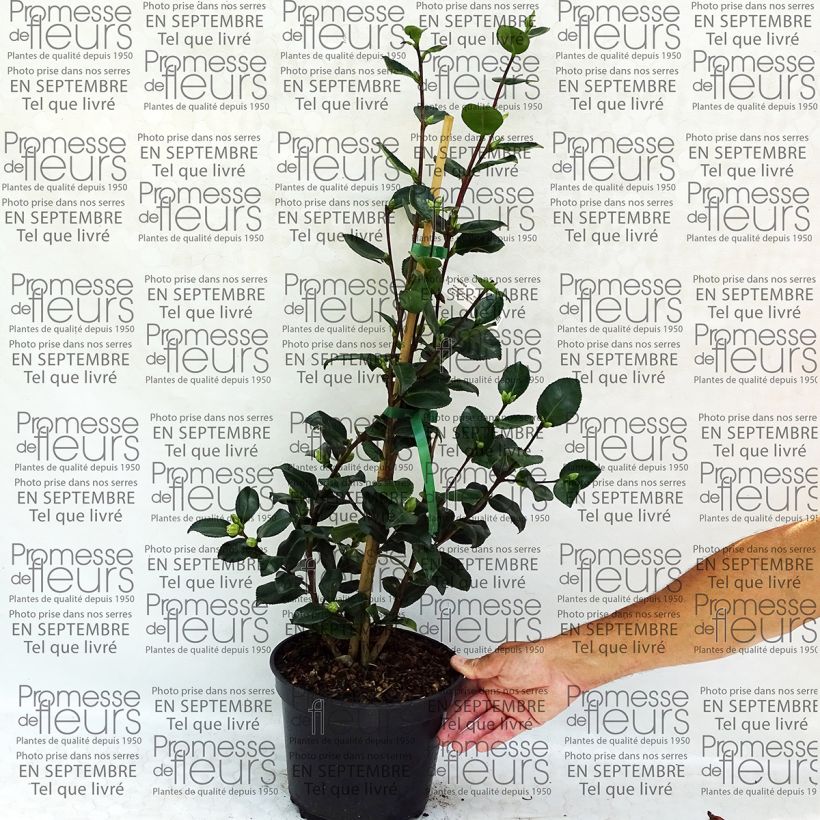 Beispiel eines Exemplars von Camellia sasanqua Sekiyo - Herbstblühende Kamelie Topf mit 4L/5L wie geliefert