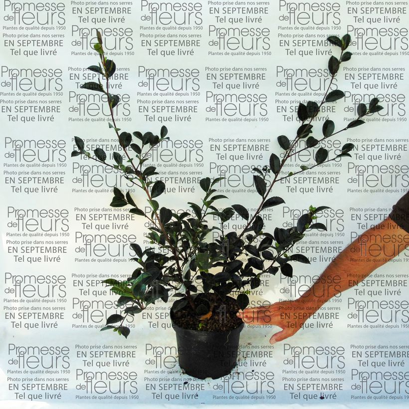 Beispiel eines Exemplars von Camellia sasanqua Setsugekka - Herbstblühende Kamelie Topf mit 4L/5L wie geliefert