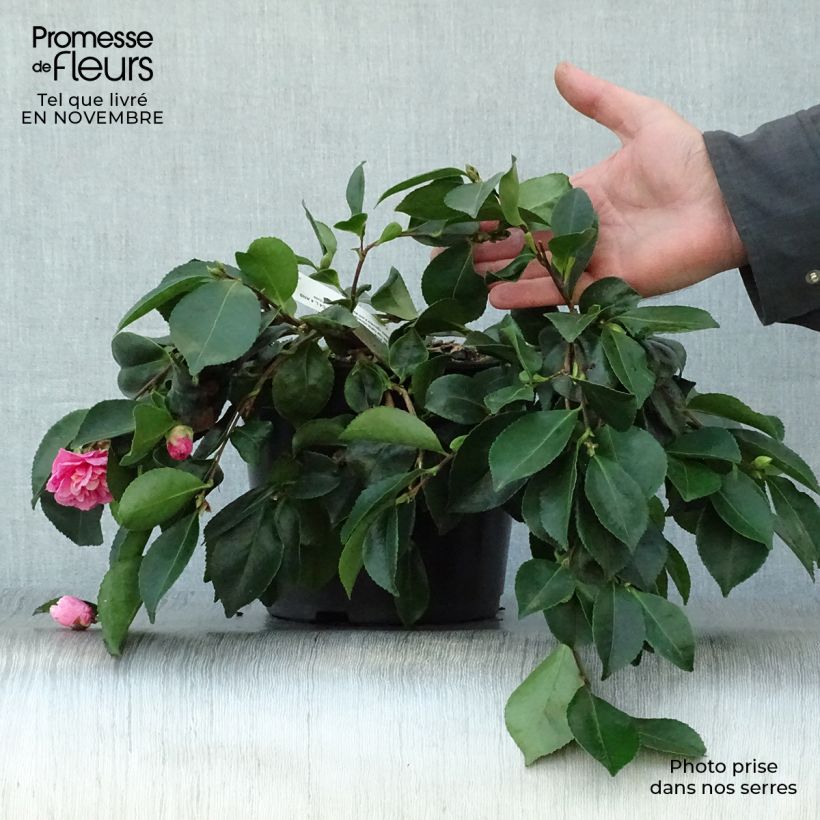 Exemplar von Camellia sasanqua Waterfall Pink - Herbstblühende Kamelie Topf mit 4L/5L wie im Herbst geliefert
