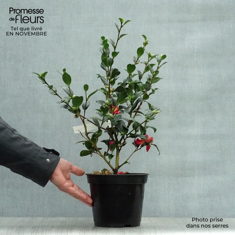 Exemplar von Camellia Yuletide - Kamelie Topf mit 4L/5L wie im Herbst geliefert