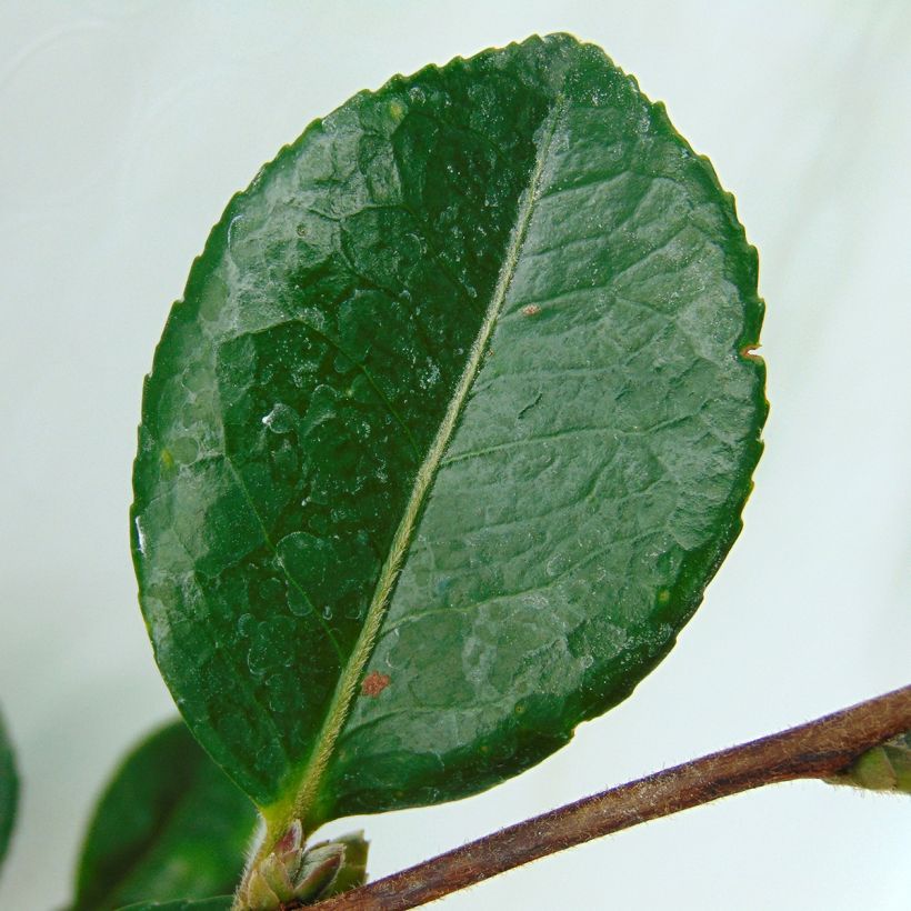 Camellia hiemalis Bonanza - Kamelie (Laub)