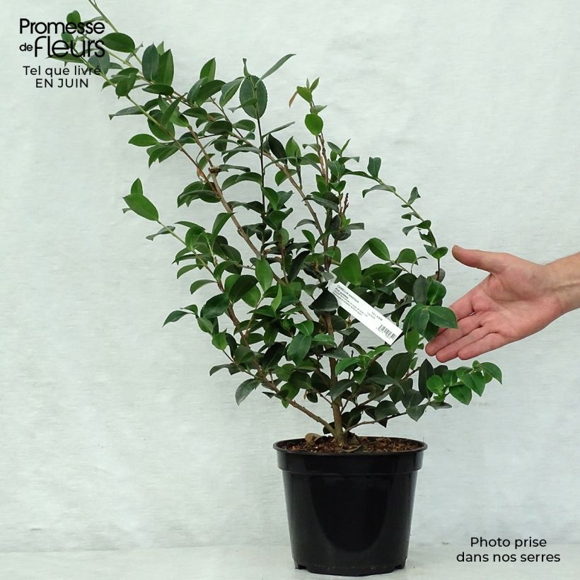Exemplar von Camellia hiemalis Pink Goddess - Kamelie Topf mit 4L/5L wie im Sommer geliefert