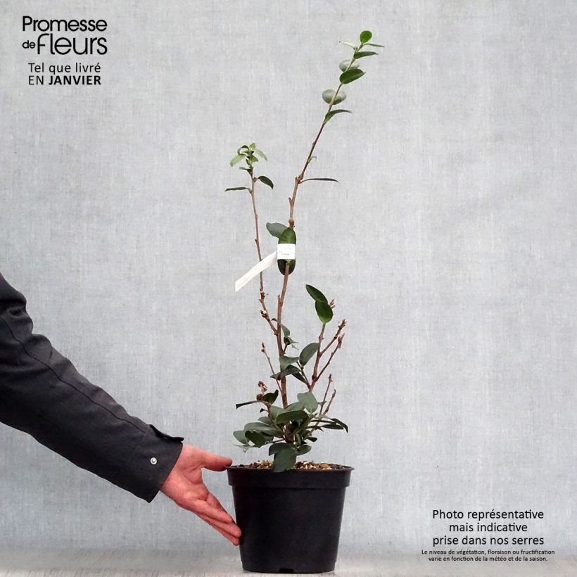 Exemplar von Camellia hiemalis Pink Goddess - Kamelie Topf mit 4L/5L wie im Winter geliefert