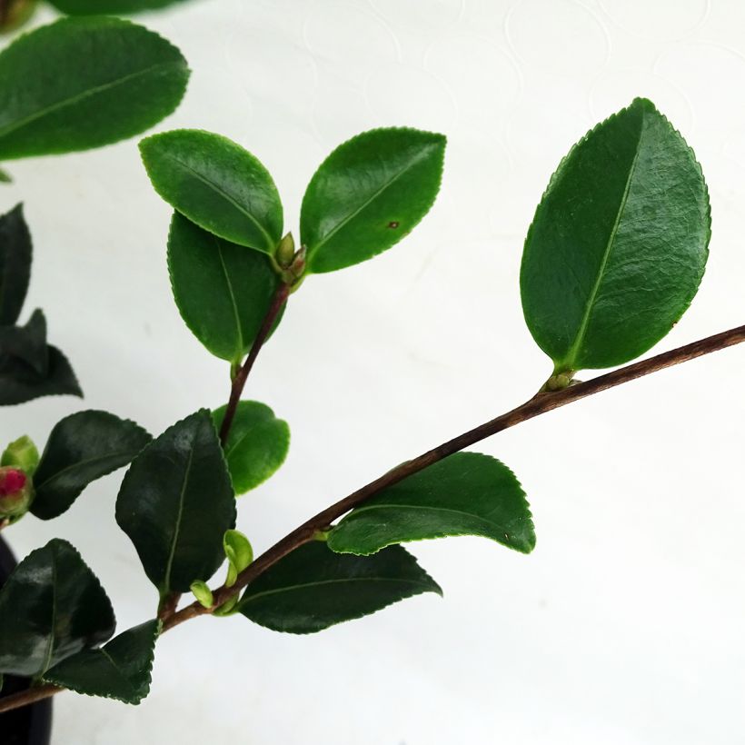 Camellia sasanqua Versicolor - Herbstblühende Kamelie (Laub)