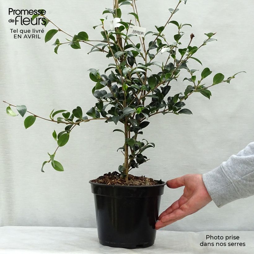 Exemplar von Camellia sasanqua Versicolor - Herbstblühende Kamelie Topf mit 3L/4L wie im Frühjahr geliefert