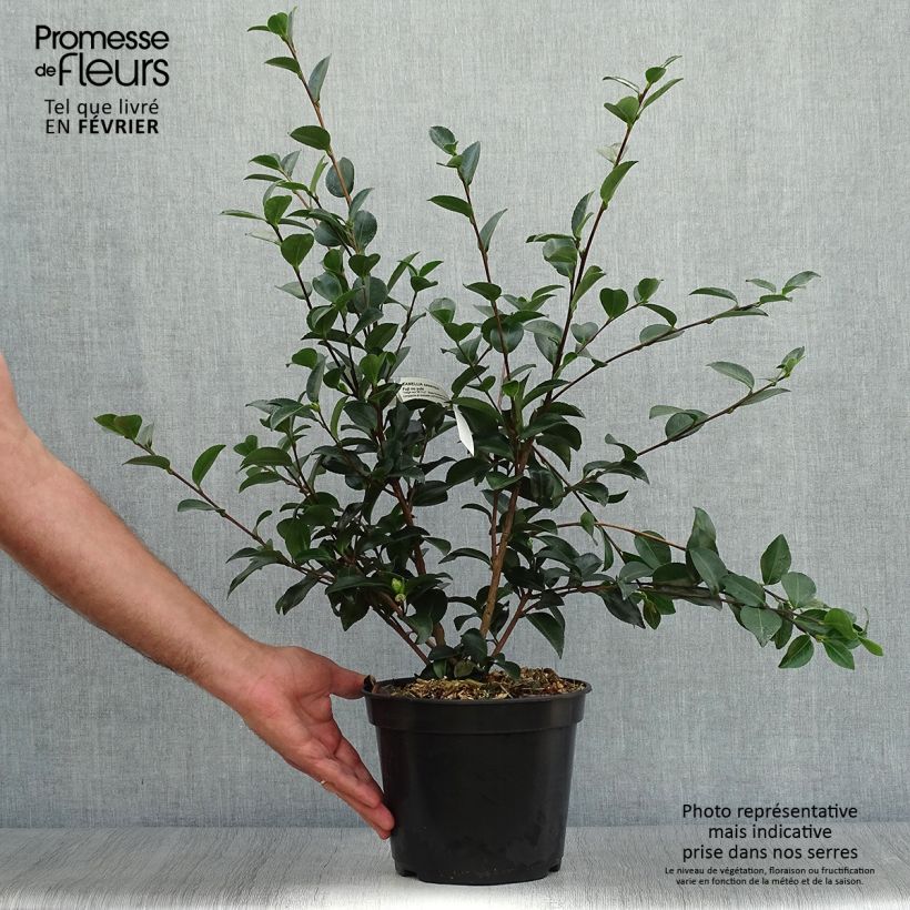 Exemplar von Camellia Fuji no Yuki - Kamelie Topf mit 4L/5L wie im Herbst geliefert