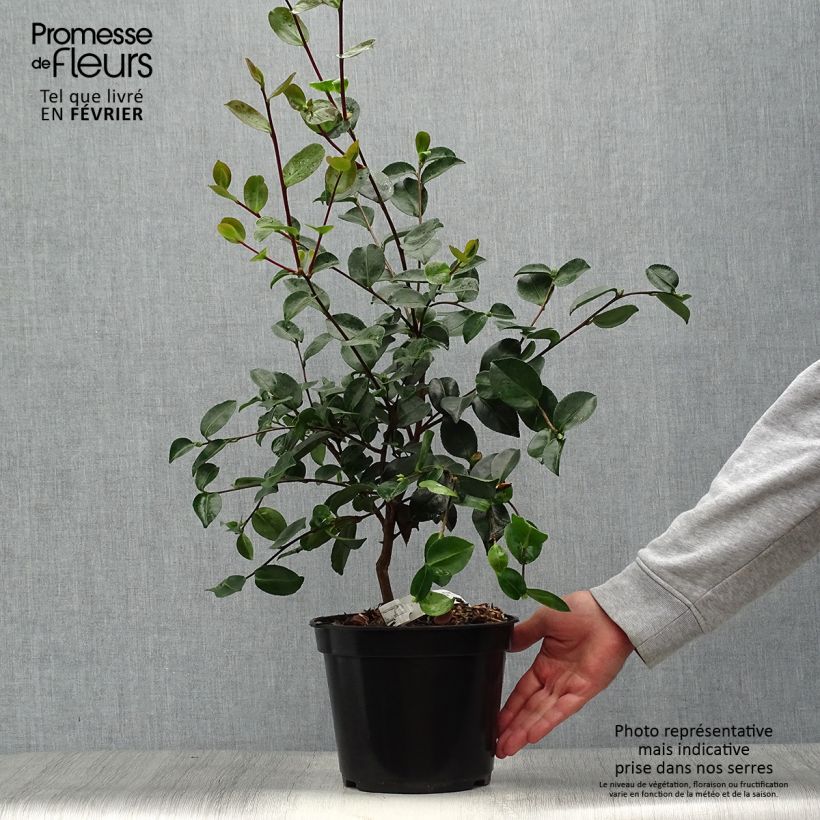 Exemplar von Camellia sasanqua Plantation Pink - Herbstblühende Kamelie Topf mit 4L/5L wie im Herbst geliefert