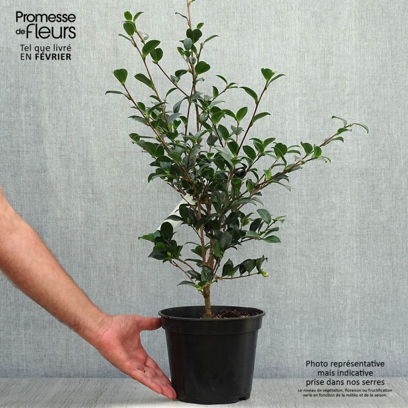 Exemplar von Camellia sasanqua Versicolor - Herbstblühende Kamelie Topf mit 3L/4L wie im Herbst geliefert