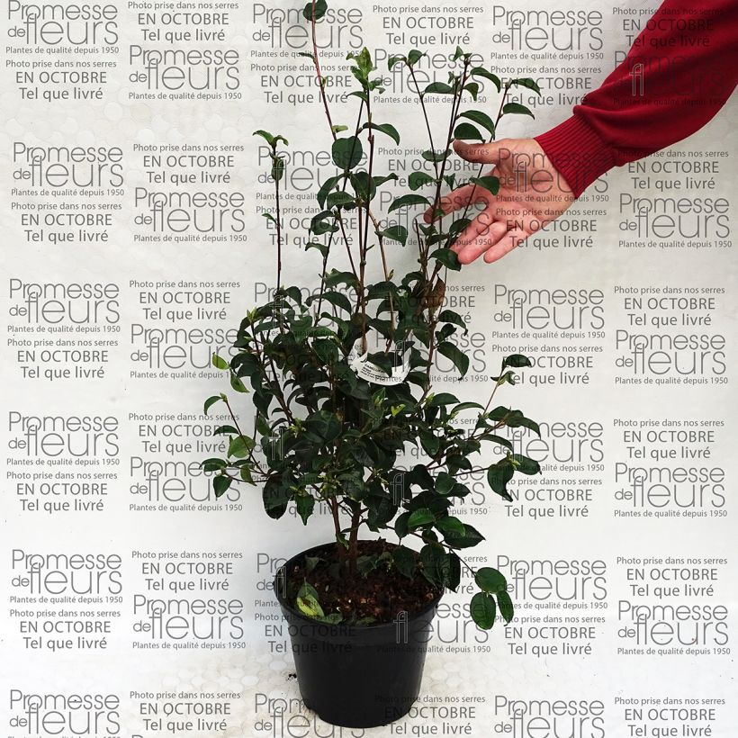 Beispiel eines Exemplars von Camellia grijsii Topf mit 4L/5L wie geliefert