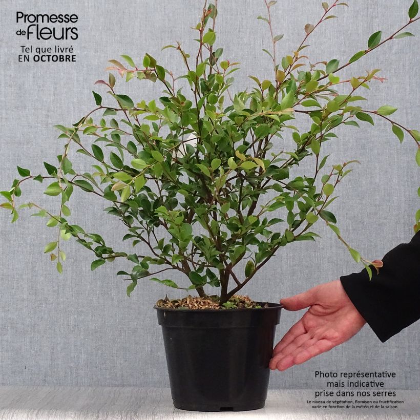 Exemplar von Camellia lutchuensis - Kamelie Topf mit 4L/5L wie im Herbst geliefert