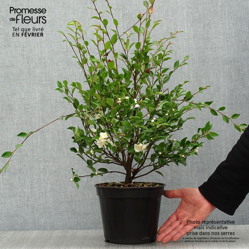 Exemplar von Camellia lutchuensis - Kamelie Topf mit 4L/5L wie im Winter geliefert