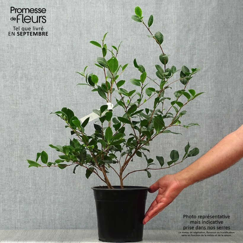Exemplar von Camellia sasanqua Cleopatra - Herbstblühende Kamelie Topf mit 3L/4L wie im Herbst geliefert