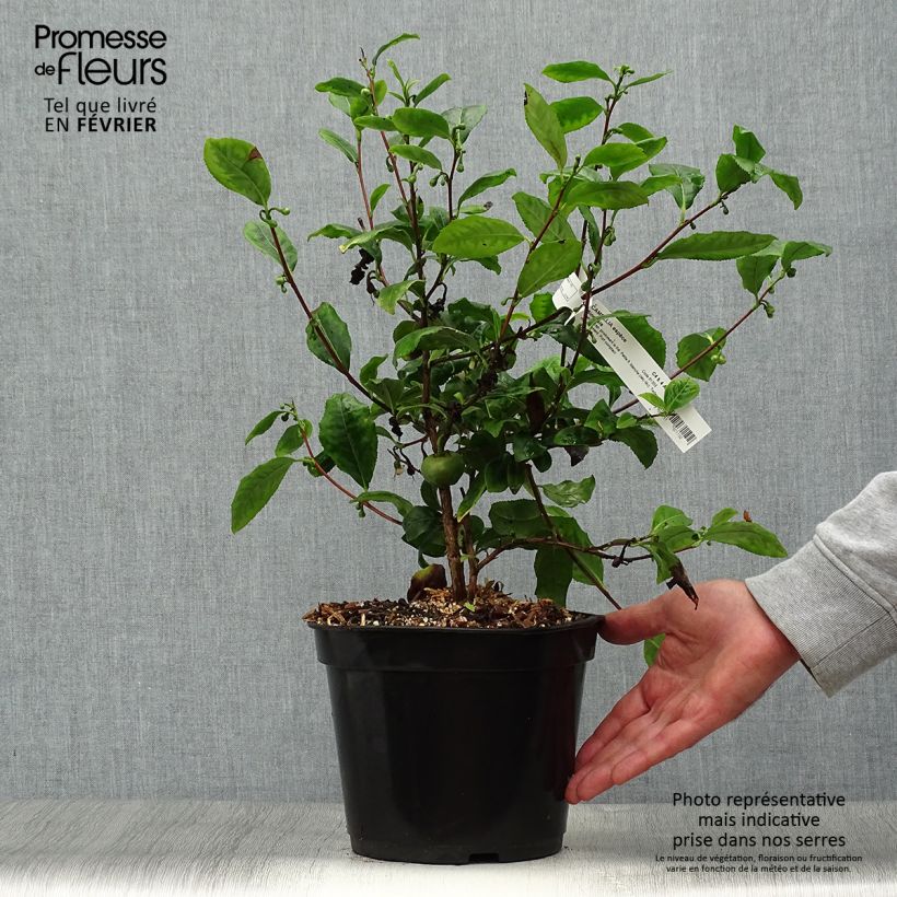 Exemplar von Camellia sinensis - Chinesischer Teestrauch Topf mit 4L/5L wie im Herbst geliefert