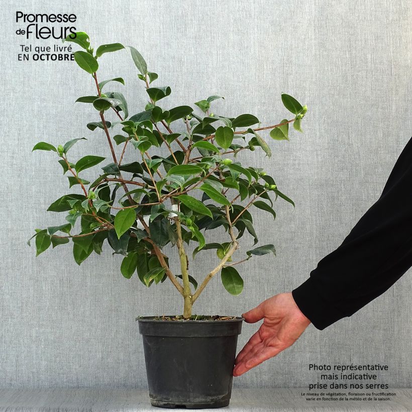 Exemplar von Camellia Betty's Beauty - Kamelie Topf mit 4L/5L wie im Herbst geliefert