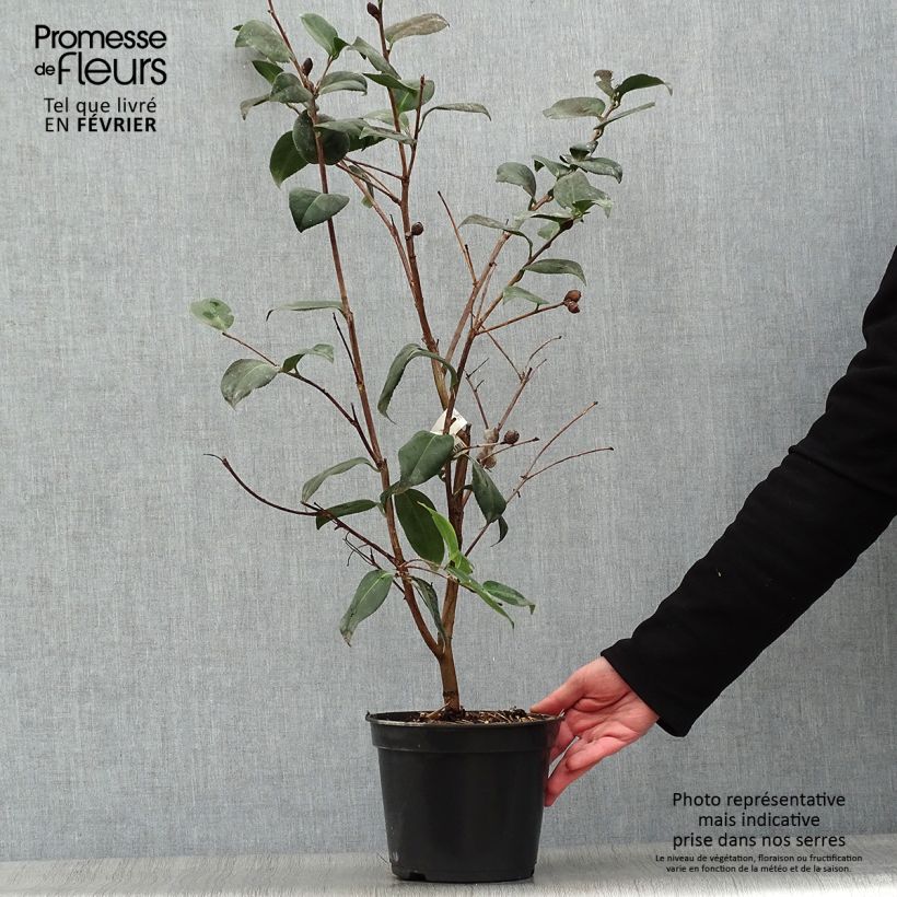 Exemplar von Camellia Betty's Beauty - Kamelie Topf mit 4L/5L wie im Winter geliefert