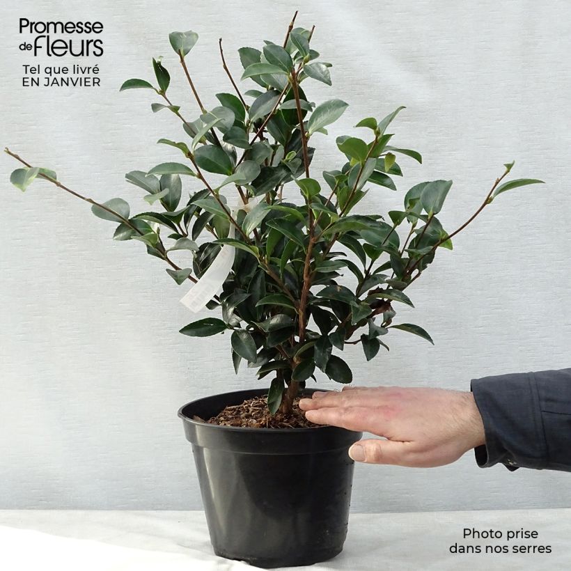 Exemplar von Camellia Fuji no Yuki - Kamelie Topf mit 4L/5L wie im Winter geliefert