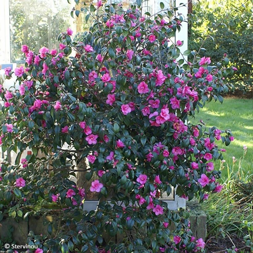 Camellia Gay Baby - Kamelie (Hafen)