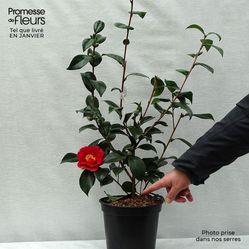 Exemplar von Camellia San dimas - Japanische Kamelie Topf mit 2L/3L wie im Winter geliefert