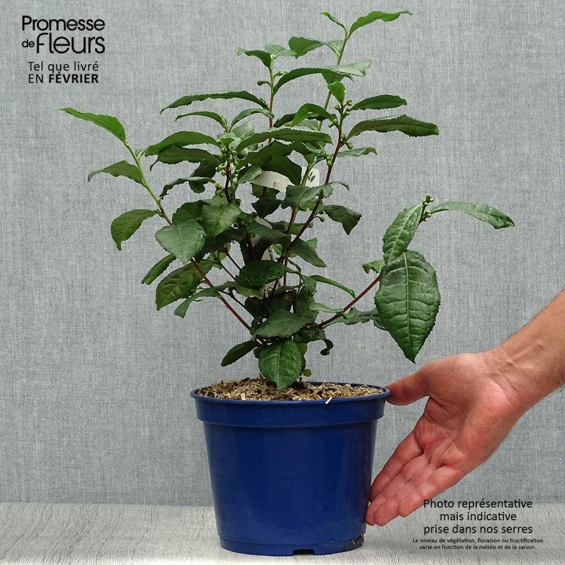 Exemplar von Chinesischer Teestrauch Théojardin - Camellia sinensis Topf mit 2L/3L wie im Herbst geliefert
