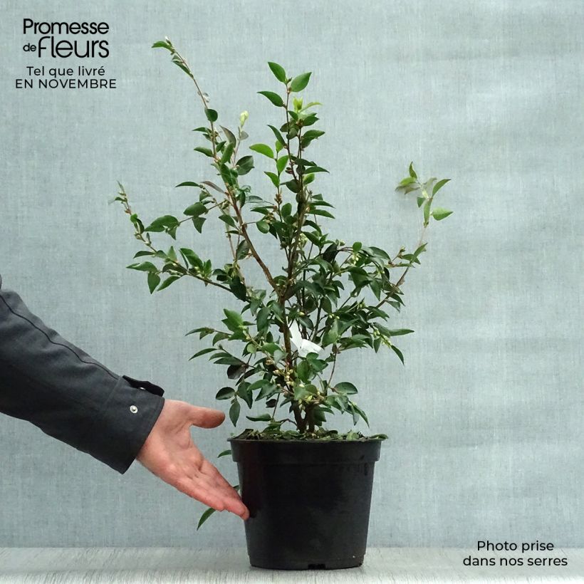 Exemplar von Camellia transnokoensis Topf mit 4L/5L wie im Herbst geliefert
