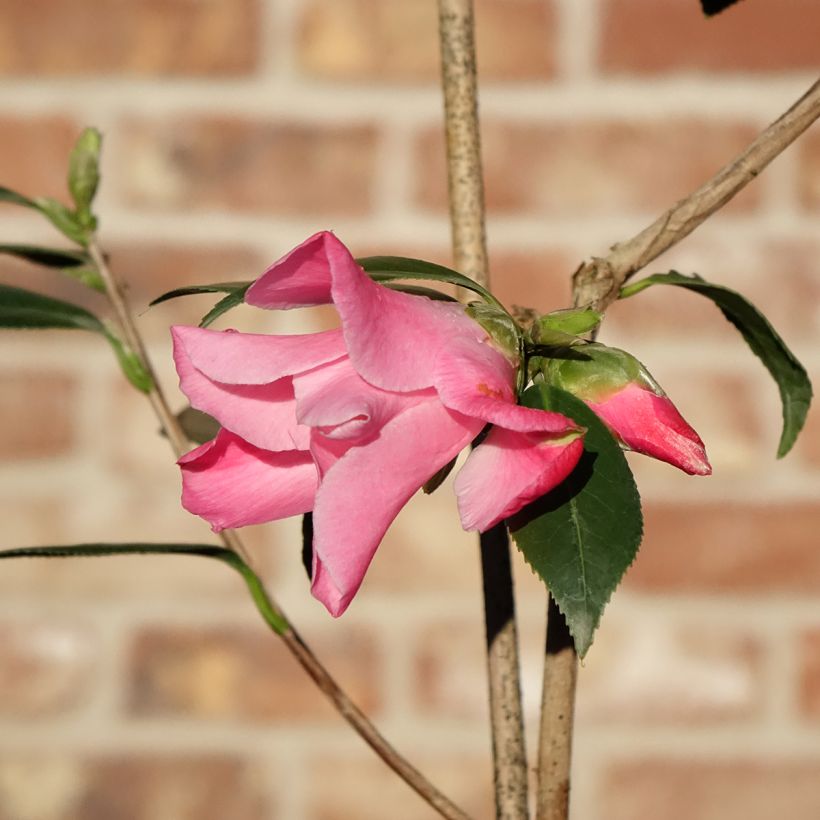 Camellia williamsii Tulip Time - Kamelie (Blüte)