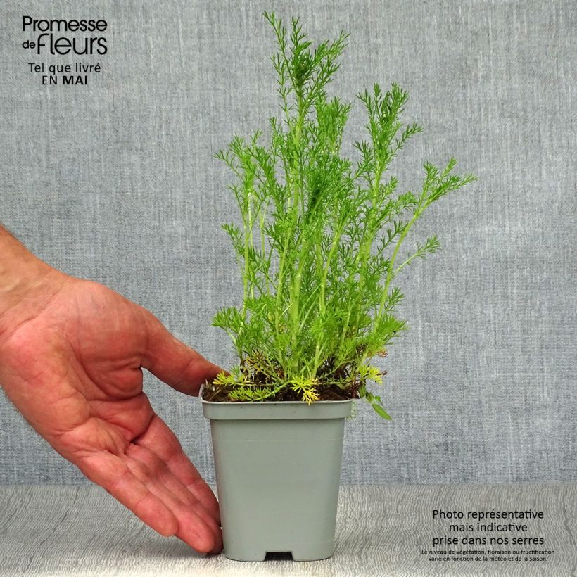 Exemplar von Römische Hundskamille Ligulosum - Chamaemelum nobile Kleine Töpfe von 8/9 cm wie im Frühjahr geliefert