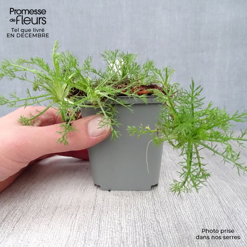 Exemplar von Römische Hundskamille Treneague - Chamaemelum nobile Kleine Töpfe von 8/9 cm wie im Winter geliefert