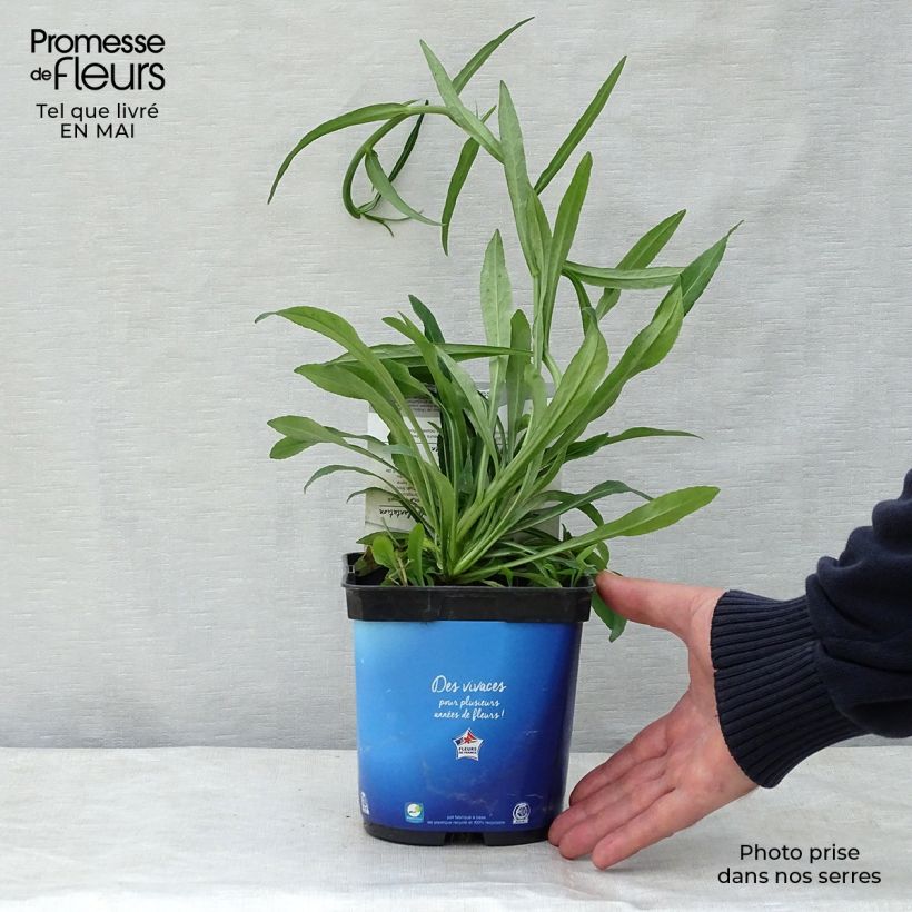 Exemplar von Pfirsichblättrige Glockenblume - Campanula persicifolia Topf mit 2L/3L wie im Frühjahr geliefert