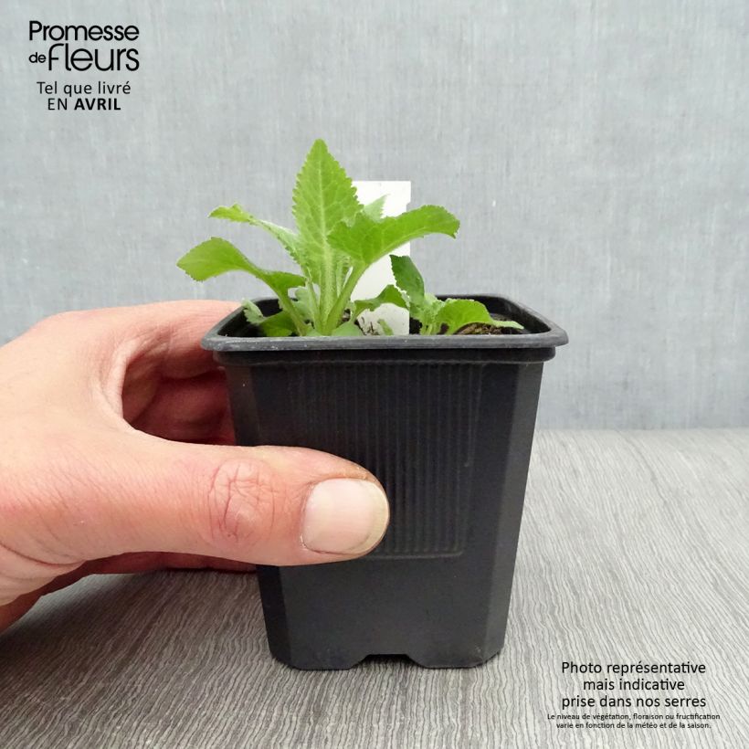 Exemplar von Campanula Sarastro - Großblütige Glockenblume Kleine Töpfe von 8/9 cm wie im Frühjahr geliefert