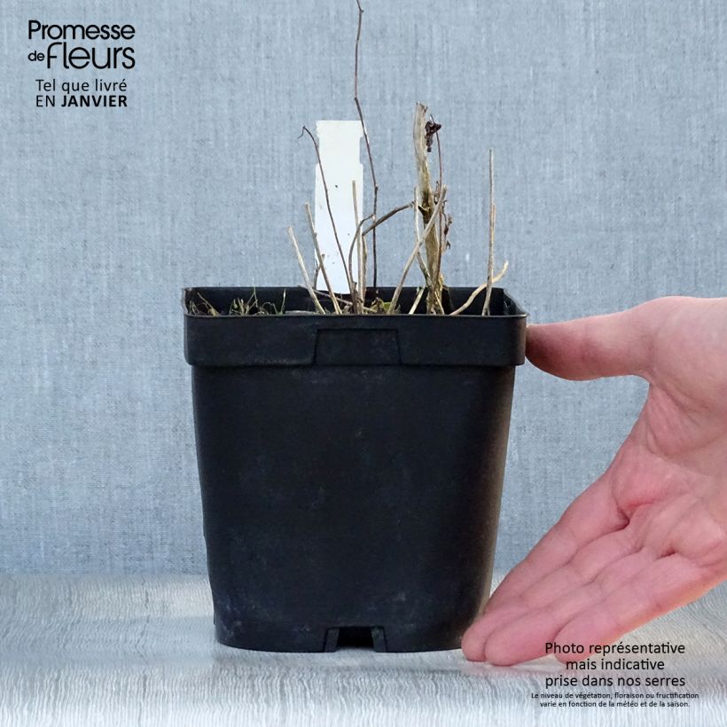 Exemplar von Campanula Sarastro - Großblütige Glockenblume Topf mit 2L/3L wie im Winter geliefert