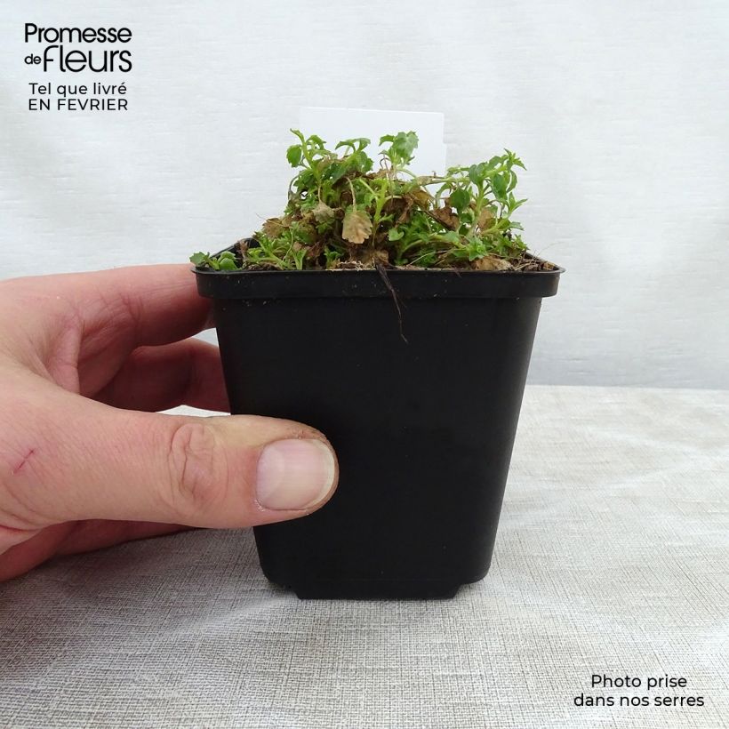 Exemplar von Campanula cochleariifolia Alba - Zwerg-Glockenblume Kleine Töpfe von 8/9 cm wie im Winter geliefert