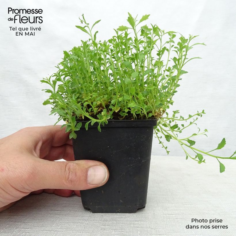 Exemplar von Campanula cochleariifolia Alba - Zwerg-Glockenblume Kleine Töpfe von 8/9 cm wie im Frühjahr geliefert