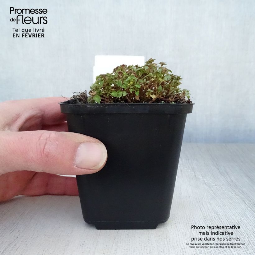 Exemplar von Campanula cochleariifolia - Zwerg-Glockenblume Kleine Töpfe von 8/9 cm wie im Winter geliefert