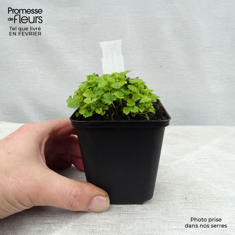 Exemplar von Campanula garganica Dickson s Gold - Sternpolster-Glockenblume Kleine Töpfe von 8/9 cm wie im Winter geliefert