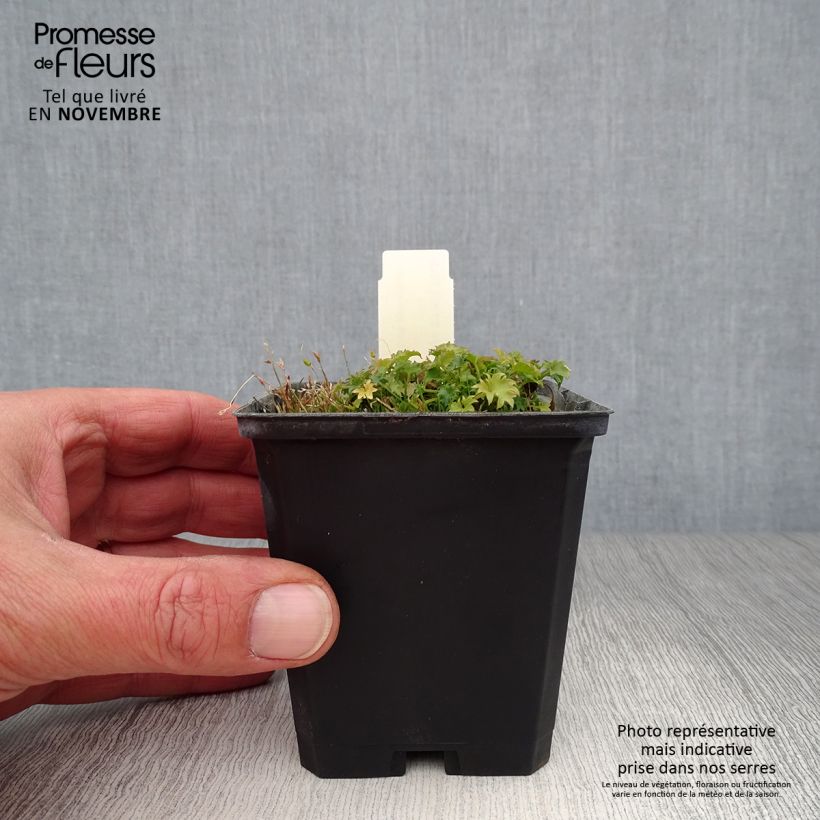 Exemplar von Campanula garganica - Sternpolster-Glockenblume Kleine Töpfe von 8/9 cm wie im Herbst geliefert