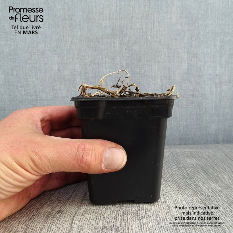 Exemplar von Dolden-Glockenblume Pouffe - Campanula lactiflora Kleine Töpfe von 7/8 cm wie im Winter geliefert