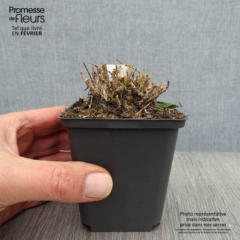 Exemplar von Dolden-Glockenblume White Pouffe - Campanula lactiflora Kleine Töpfe von 8/9 cm wie im Winter geliefert