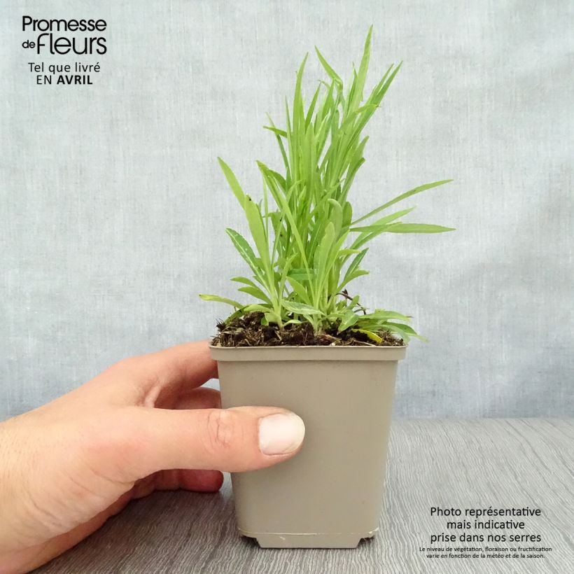 Exemplar von Pfirsichblättrige Glockenblume La Bello - Campanula persicifolia Kleine Töpfe von 8/9 cm wie im Frühjahr geliefert