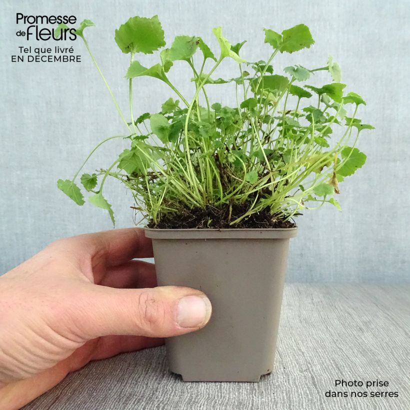 Exemplar von Campanula poscharskyana Lisduggan Variety - Hängepolster-Glockenblume Kleine Töpfe von 8/9 cm wie im Winter geliefert